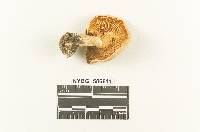 Clitocybe subclavipes image