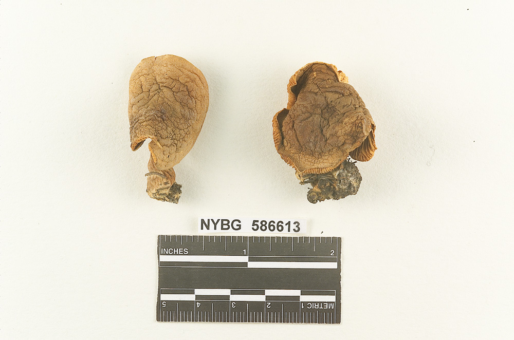 Clitocybe subclavipes image