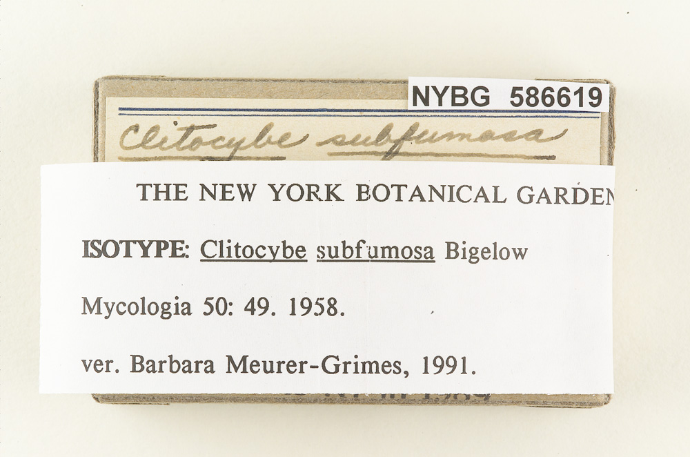 Clitocybe subfumosa image