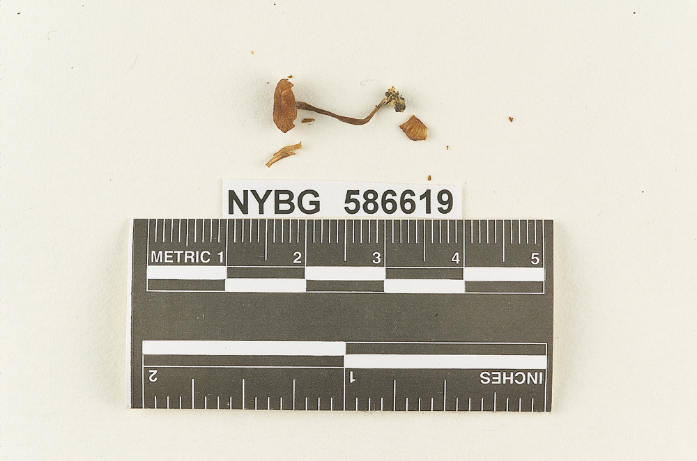 Clitocybe subfumosa image