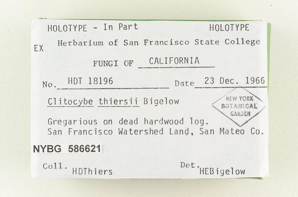 Clitocybe thiersii image