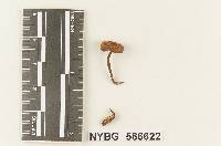 Clitocybe thujana image