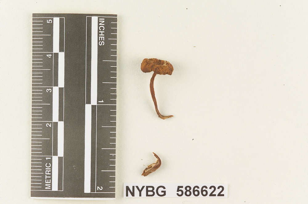 Clitocybe thujana image