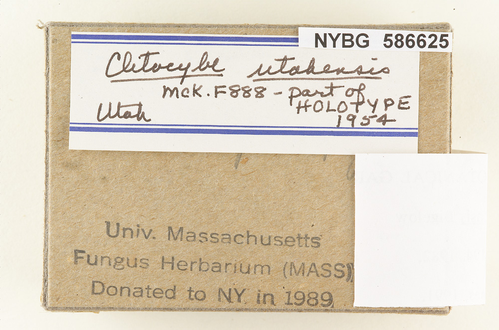 Clitocybe utahensis image