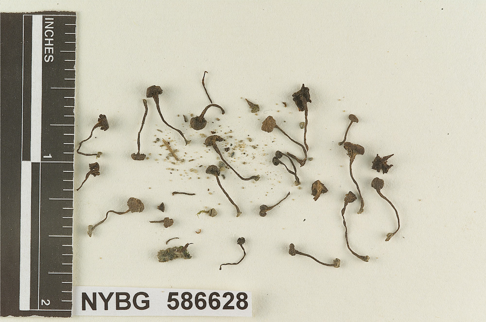Clitocybe venosa image