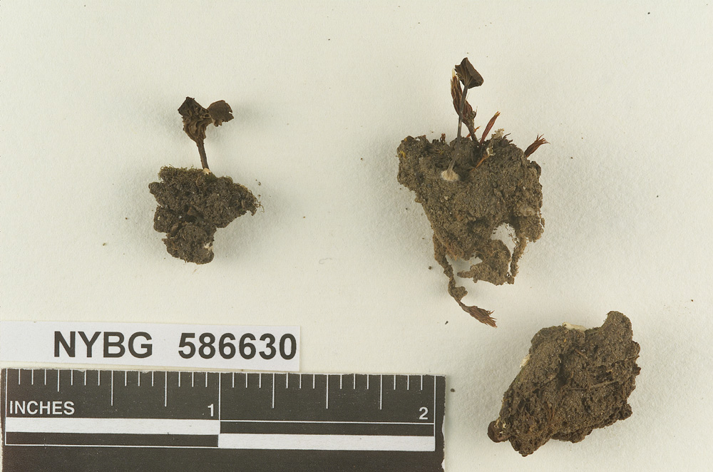 Clitocybe venosa image