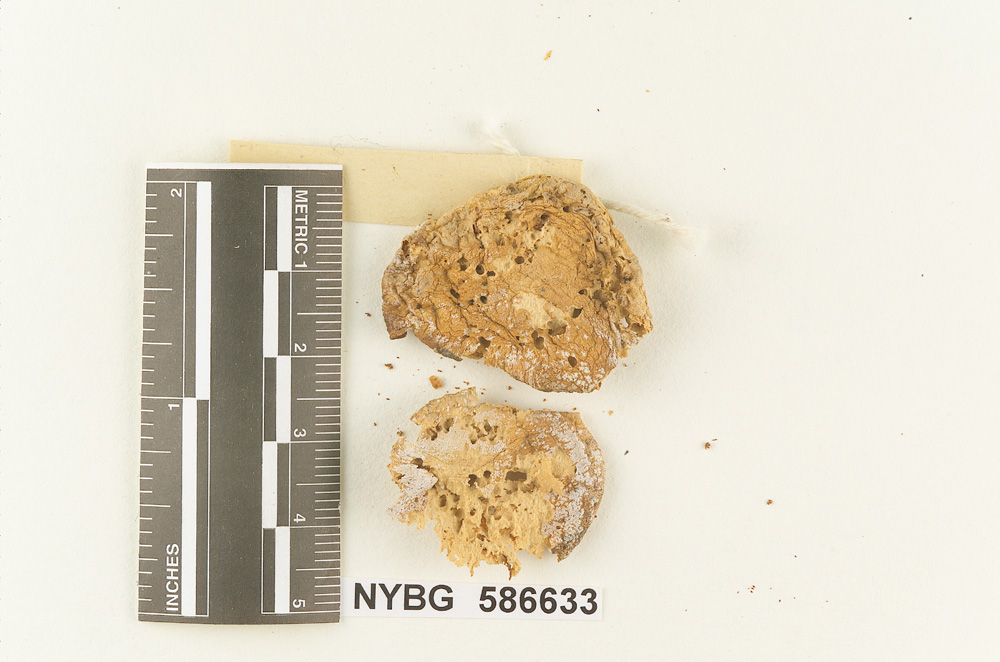 Clitocybe whetstoneae image