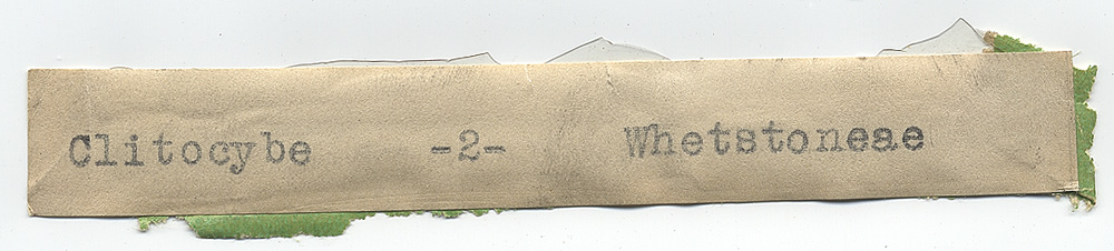 Clitocybe whetstoneae image