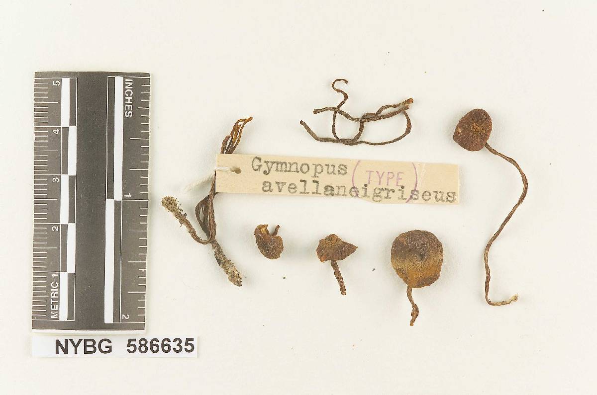 Gymnopus avellaneigriseus image
