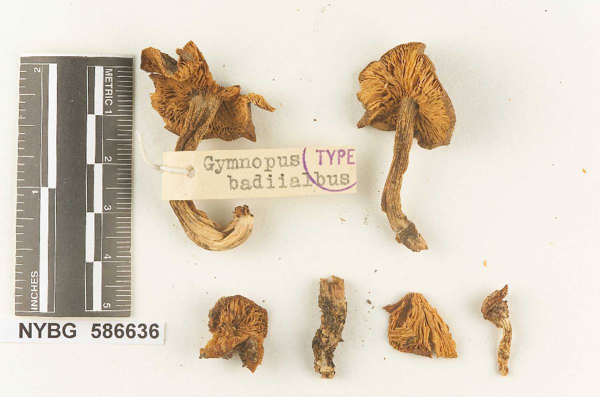 Gymnopus badiialbus image