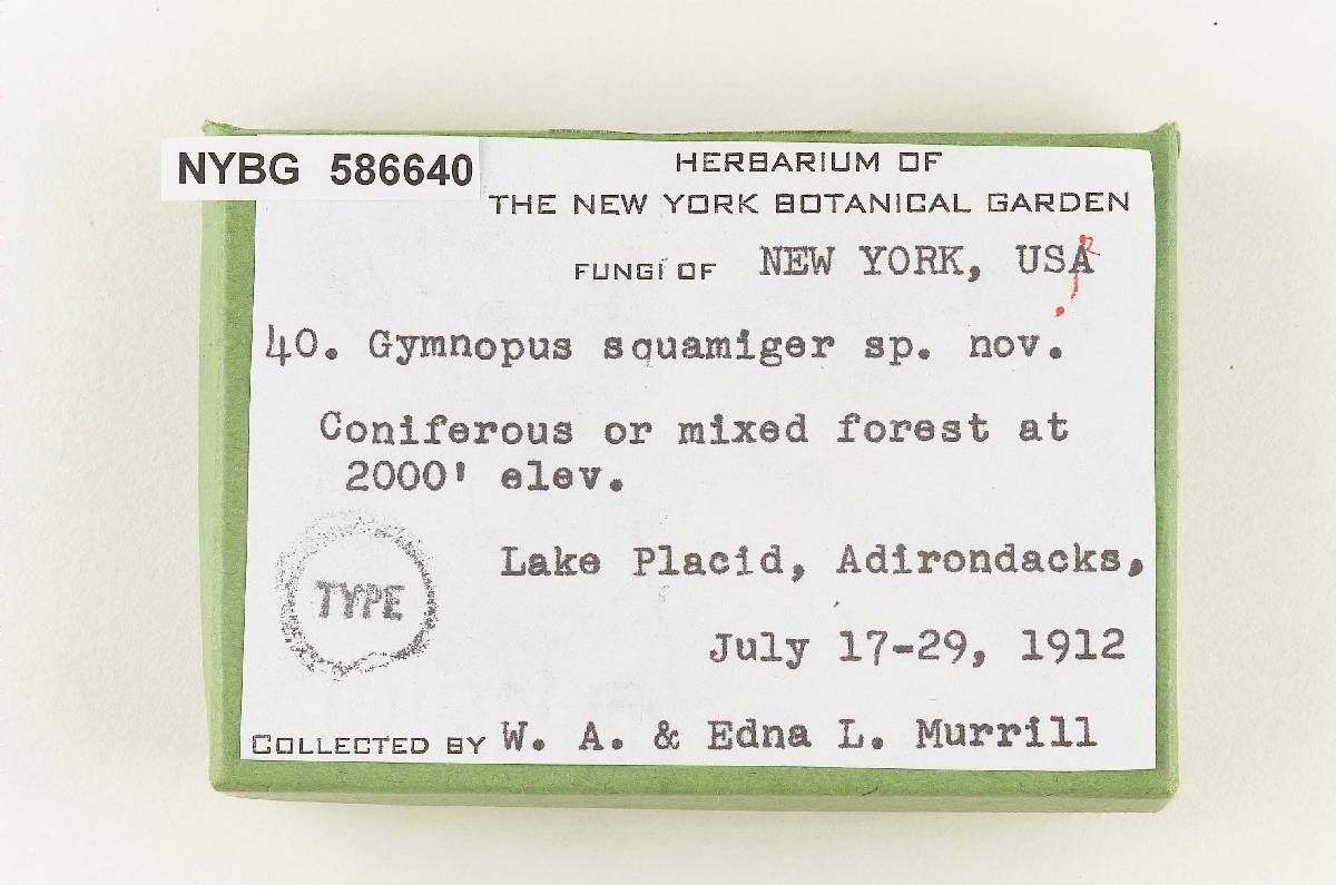Gymnopus squamiger image