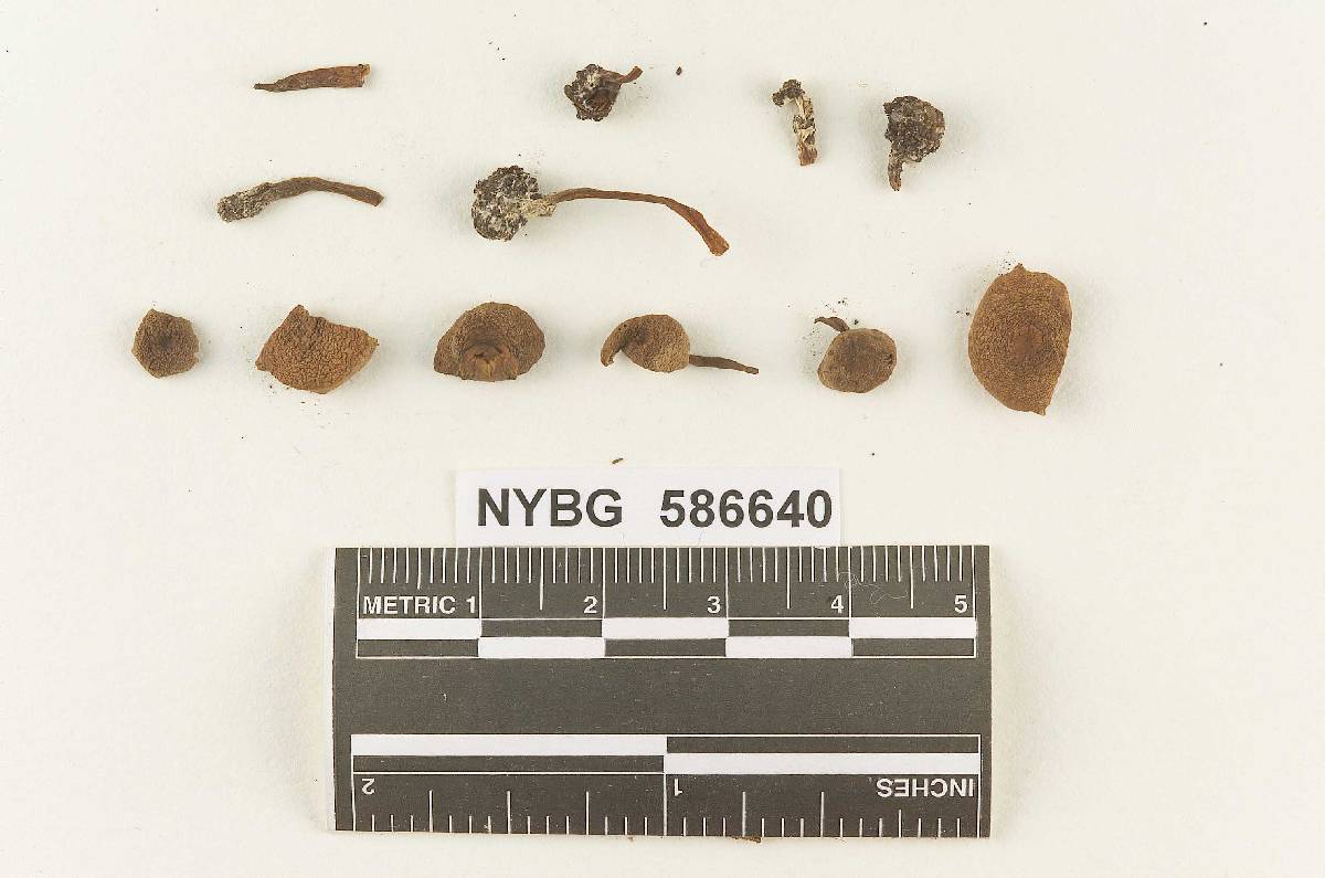 Gymnopus squamiger image