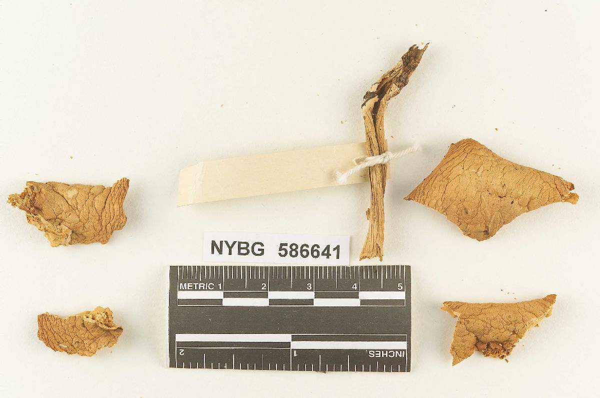 Gymnopus subflavifolius image