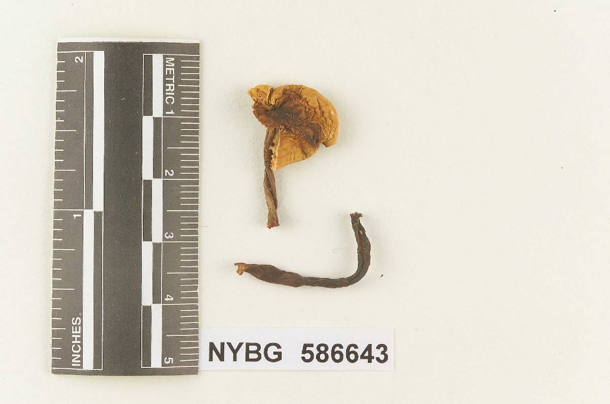 Gymnopus subrugosus image