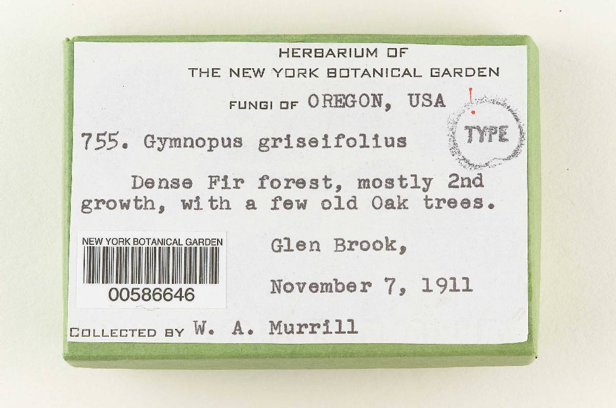 Gymnopus griseifolius image
