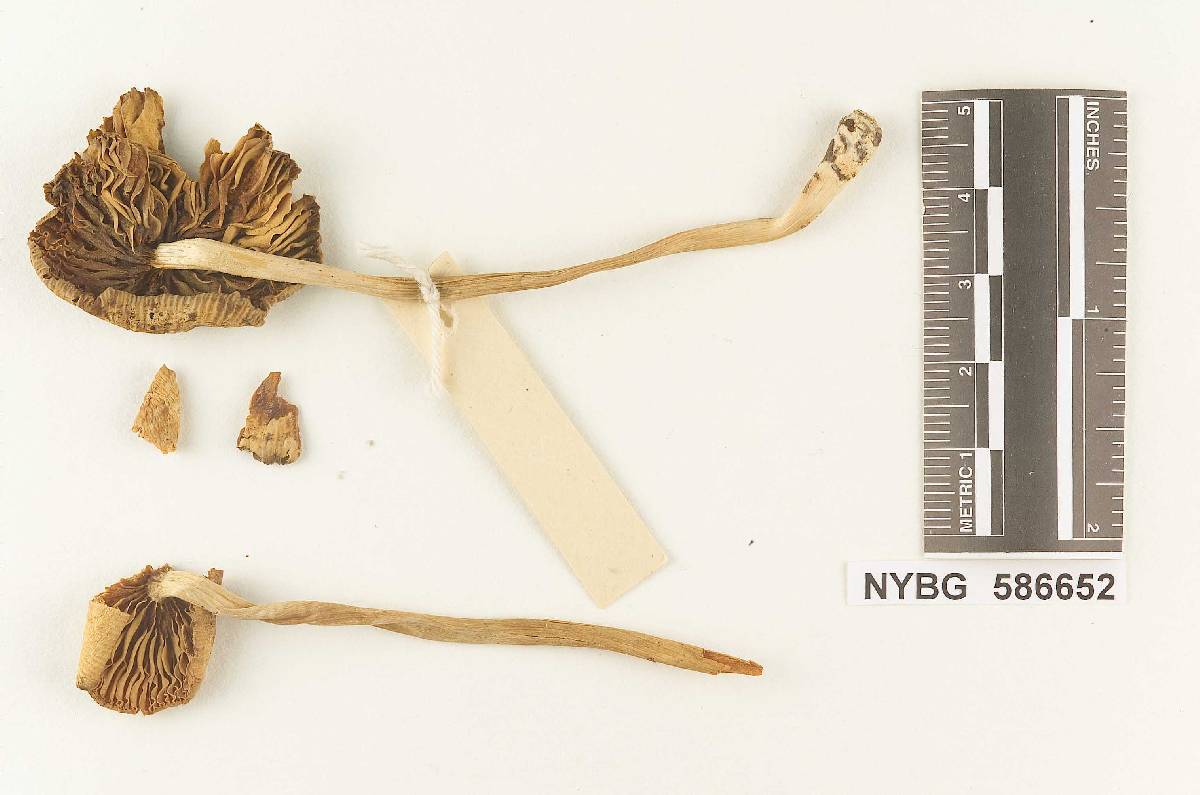 Gymnopus glatfelteri image
