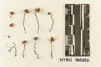 Mycena praedecurrens image