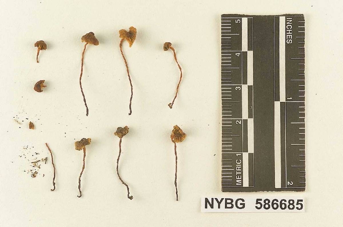 Mycena praedecurrens image