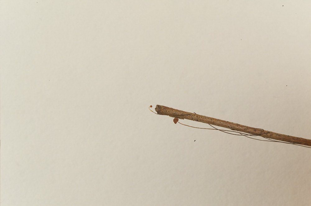 Marasmius hiorami image