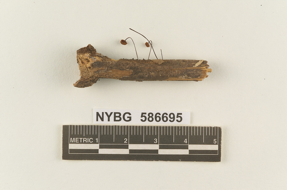 Marasmius hiorami image