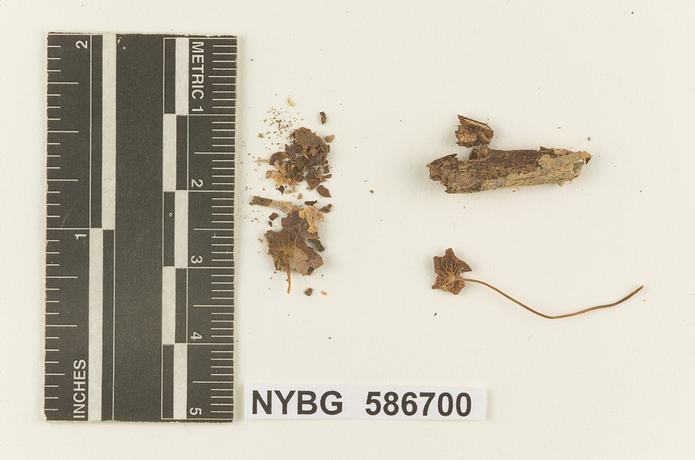 Marasmius jamaicensis image