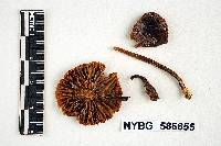 Mycena atroumbonata image