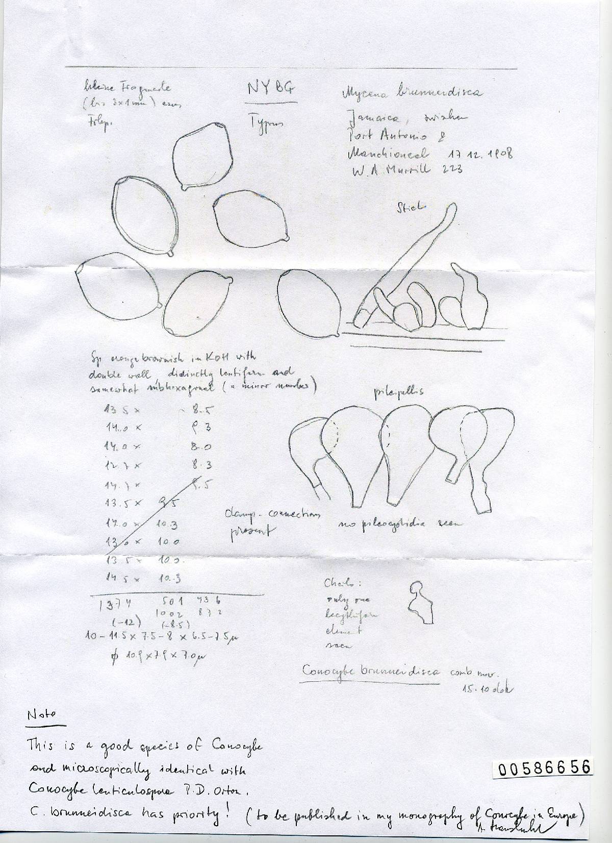 Mycena brunneidisca image