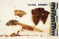 Mycena flava image
