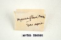 Mycena flava image