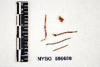 Mycena flavifolia image