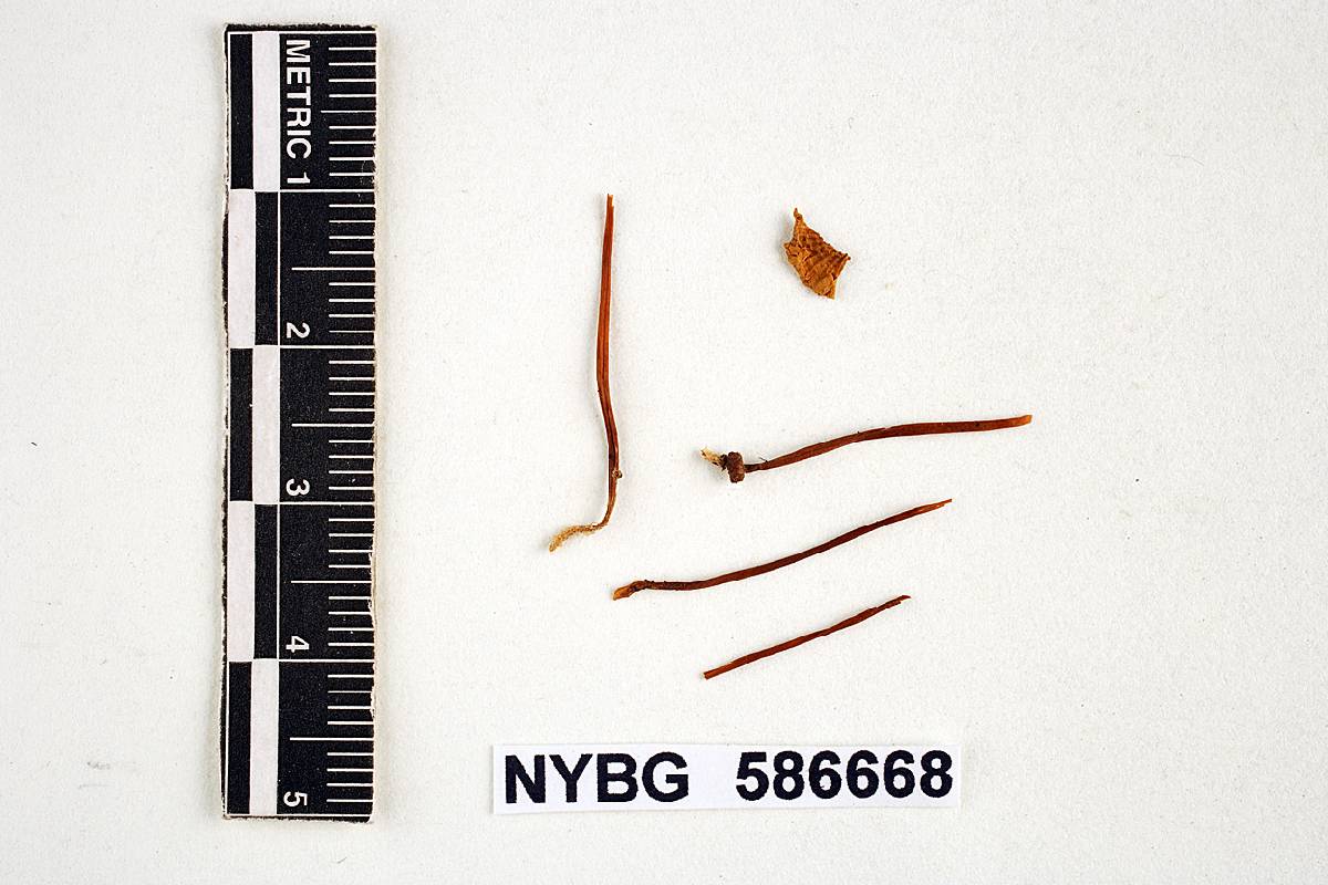 Mycena flavifolia image