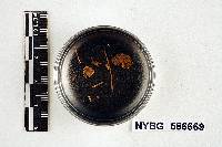 Mycena albogrisea image