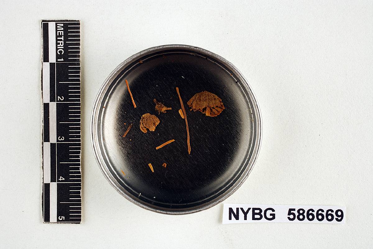 Mycena albogrisea image
