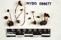 Mycena madorophila image