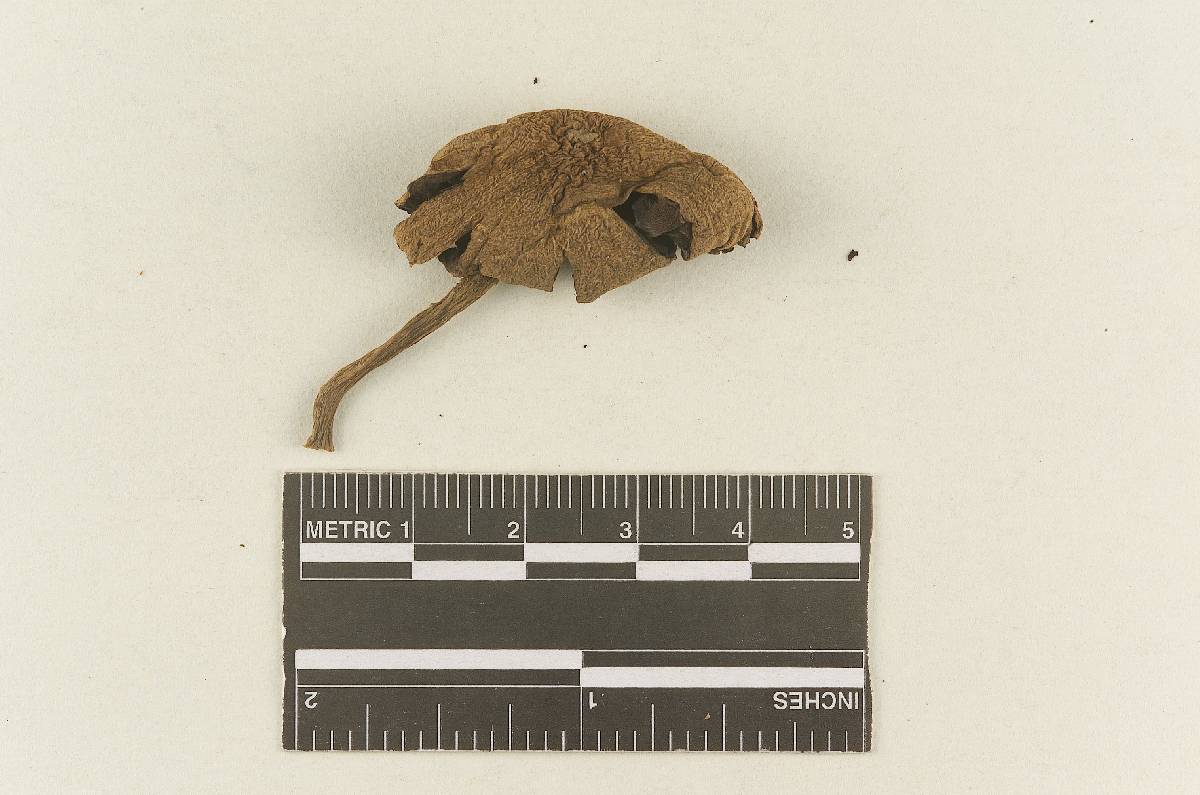 Psathyrella hypertropicalis image