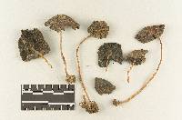 Psathyrella stevensonii image