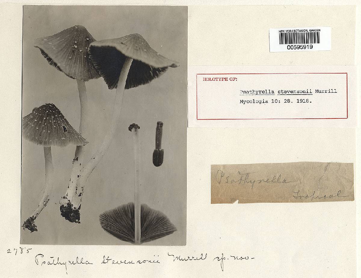 Psathyrella stevensonii image