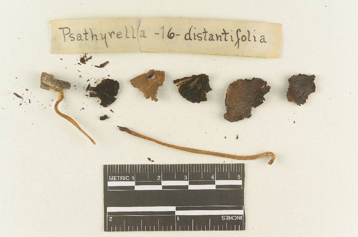 Psathyrella distantifolia image