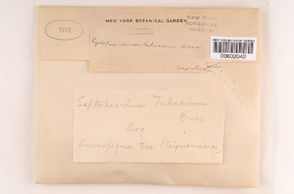 Septobasidium tabacinum image