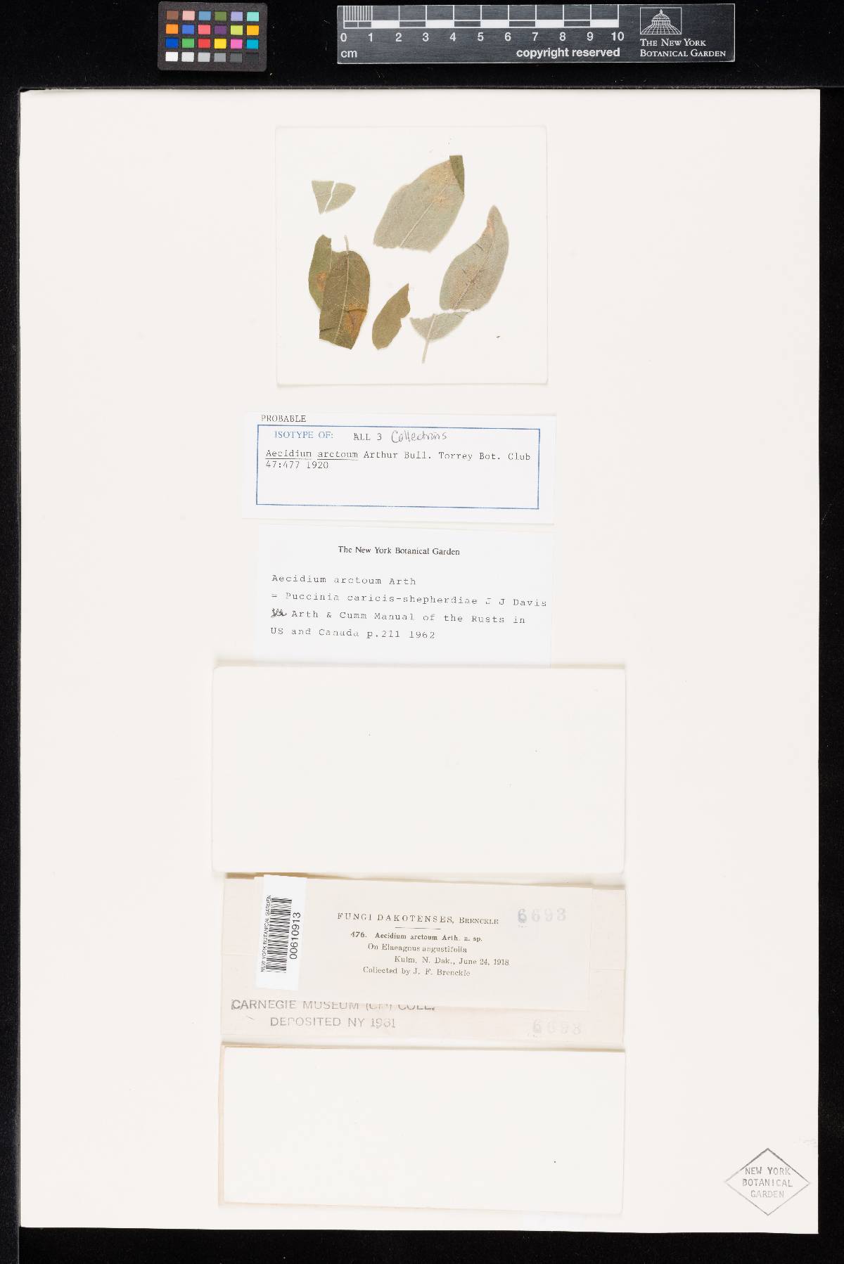 Aecidium arctoum image