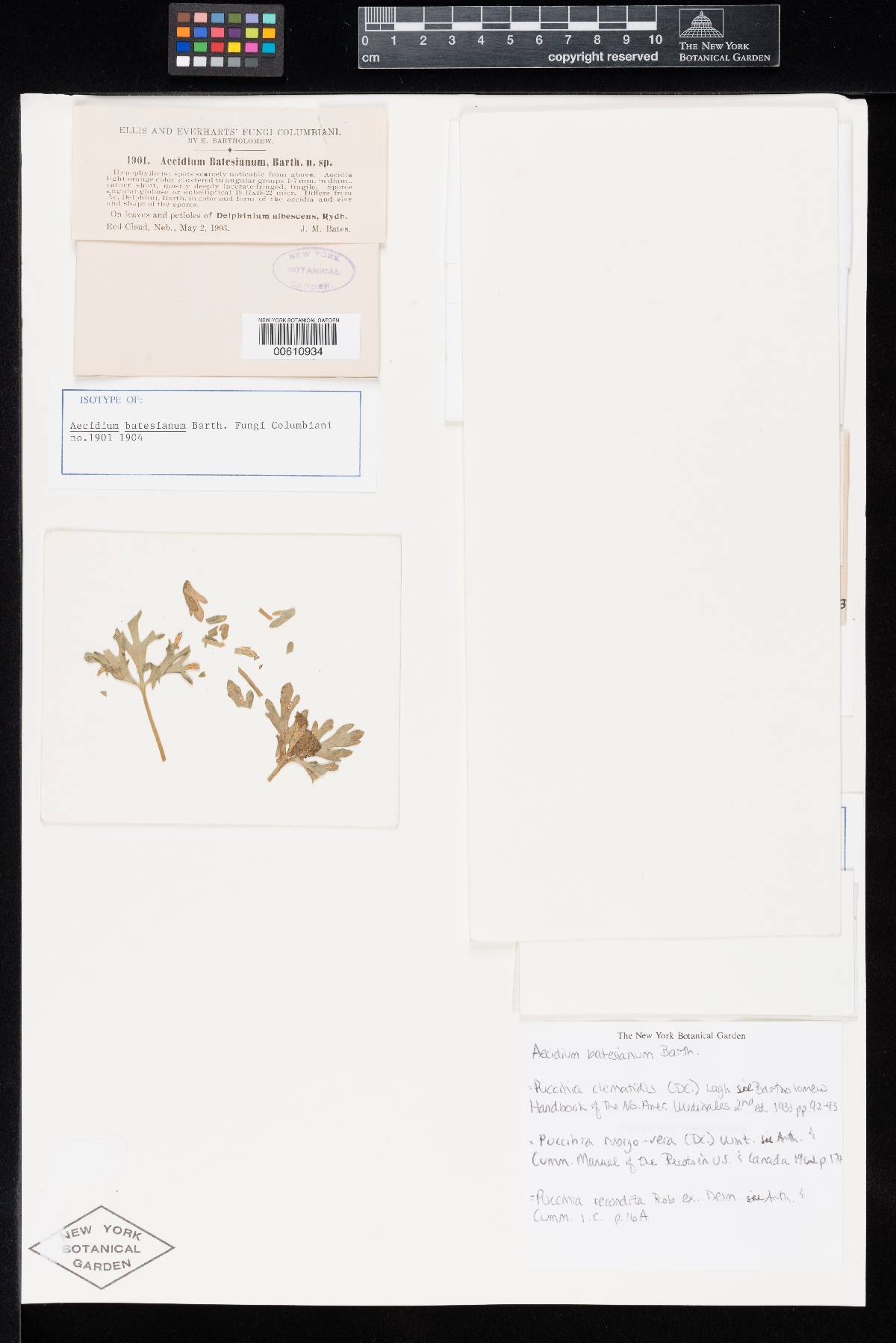 Aecidium batesianum image
