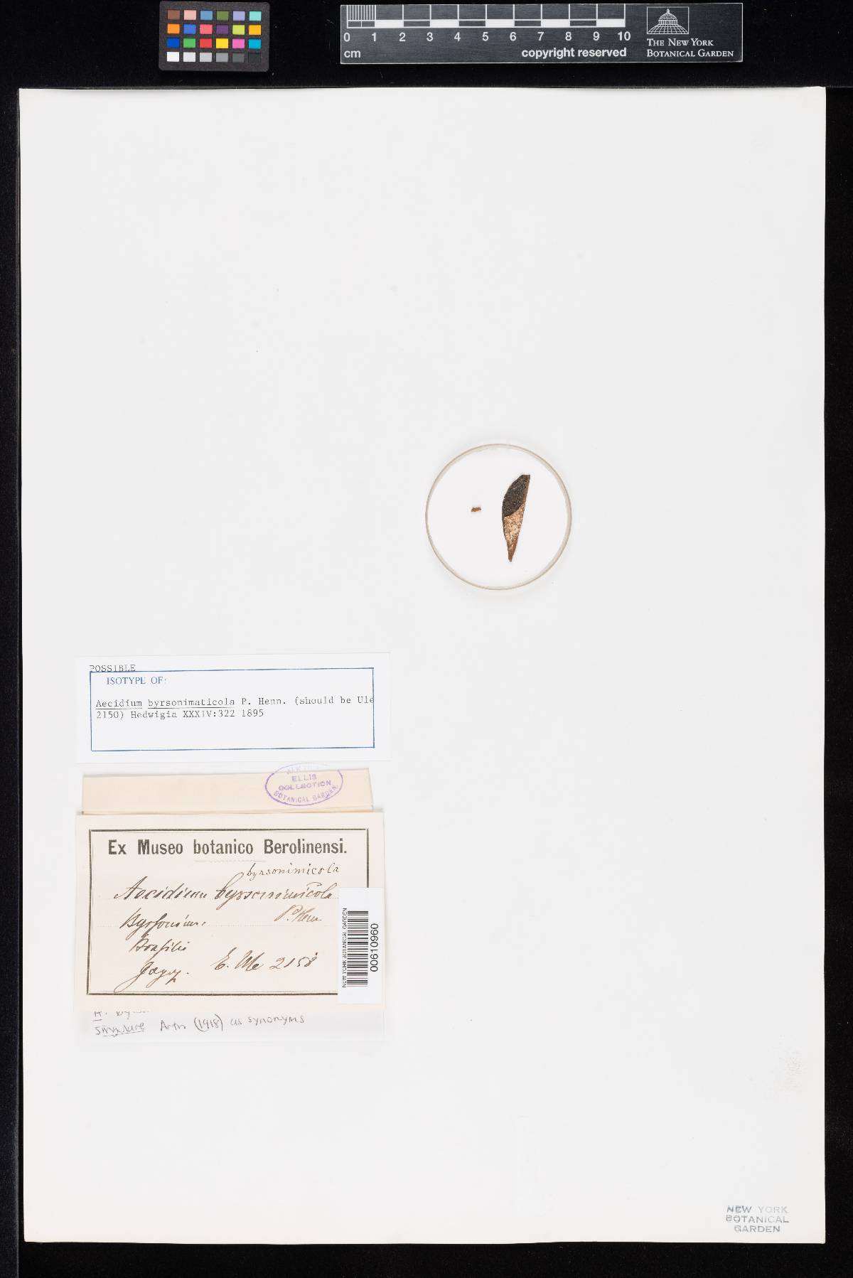 Aecidium byrsonimaticola image