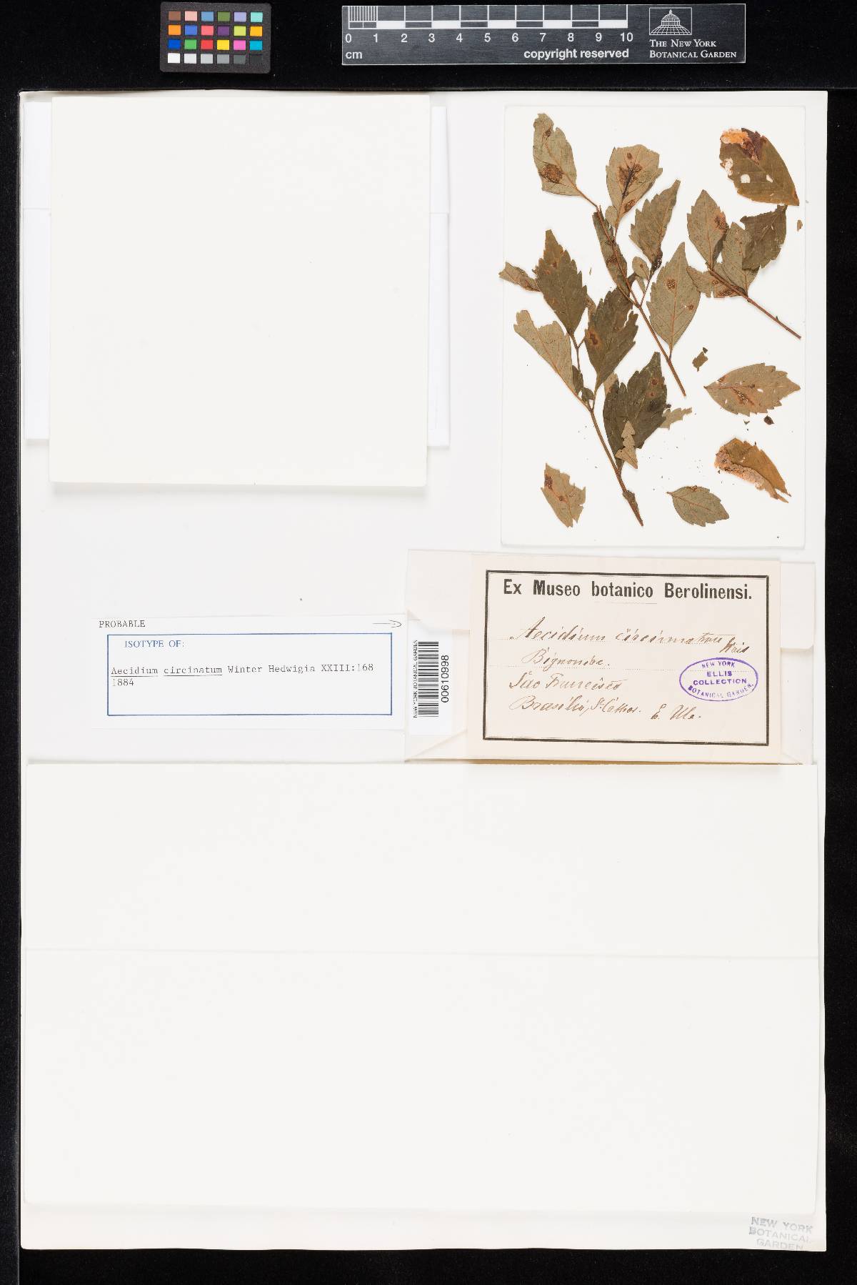 Aecidium circinatum image