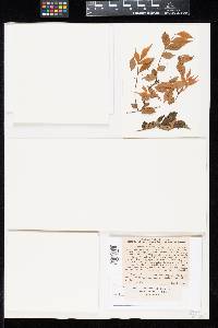 Aecidium circinatum image