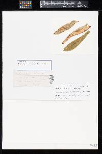 Aecidium crepidis-montanae image