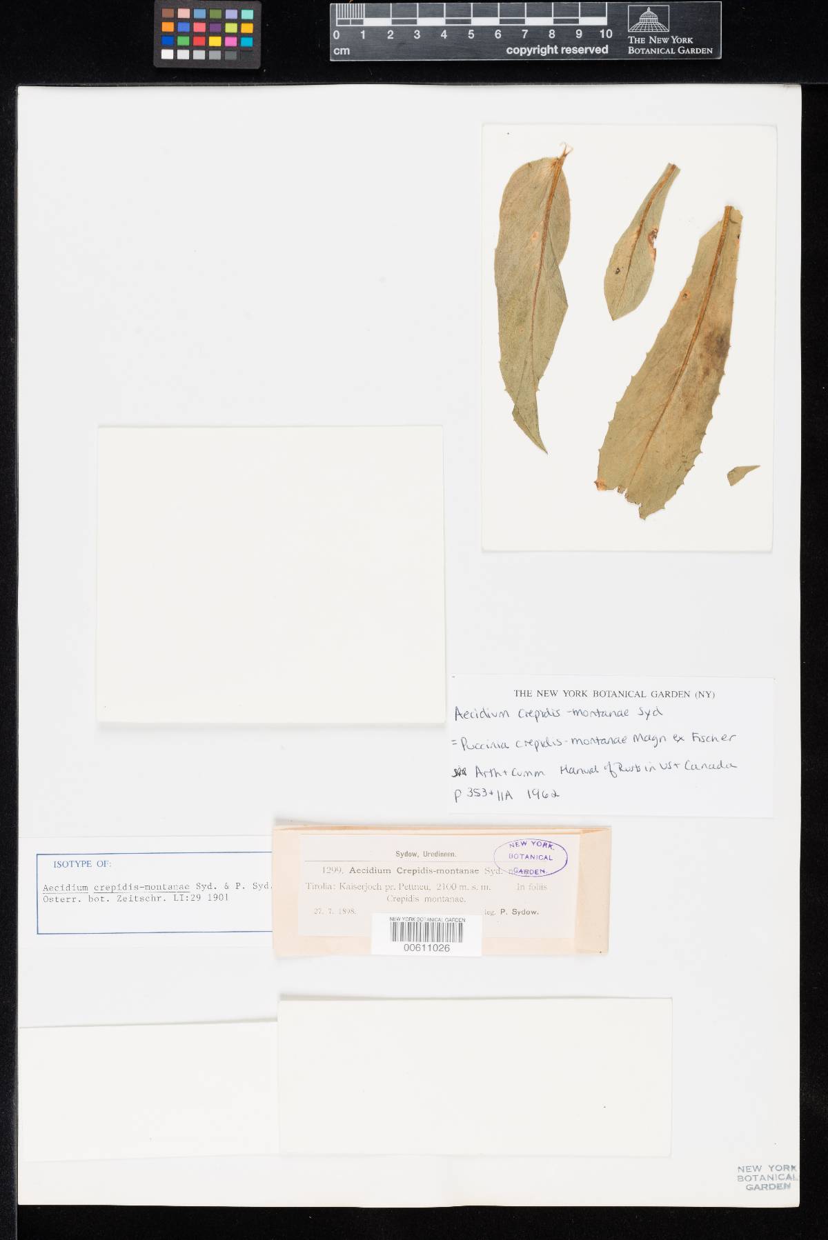 Aecidium crepidis-montanae image