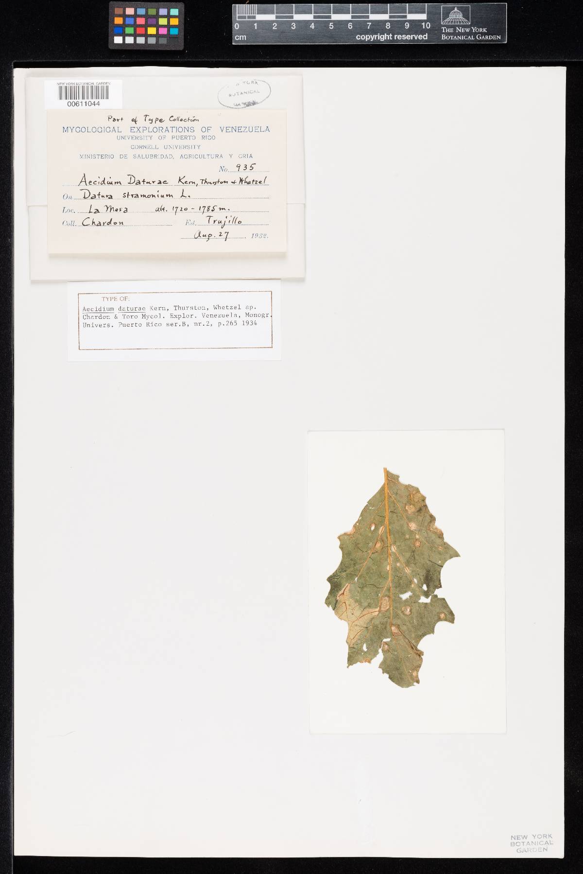 Aecidium daturae image