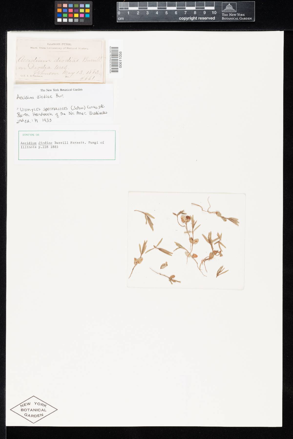 Aecidium diodiae image