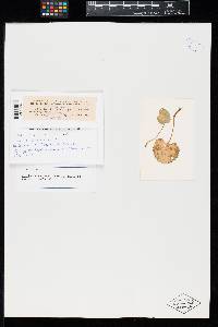 Aecidium doronici-caucasici image