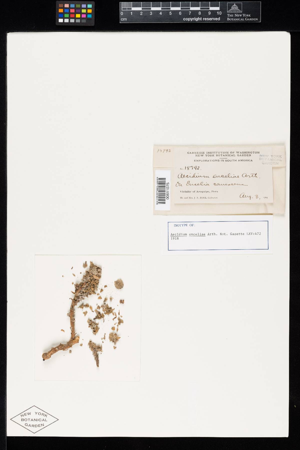 Aecidium enceliae image